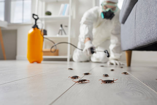 Commercial Kitchen Cockroach Control in Mentone
